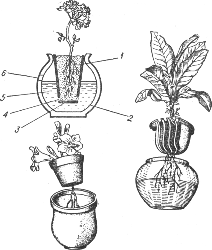 Растения в двойных вазонах при гидропонном выращивании культур