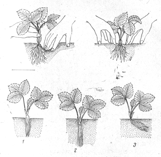 plant genomes methods for