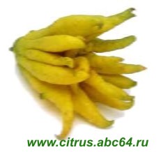 Пальцы Будды или пальчиковый цитрон (Buddha\'s hand citron = Buddha\'s fingers citron = fingered citron) - очень ароматный фрукт оригинальной формы, напоминающей пальцы рук, практически не имеет плоти, а состоит только из кожицы, из которых готовят цукаты. В кулинарии чаще заменяется цитроном или лимоном. 