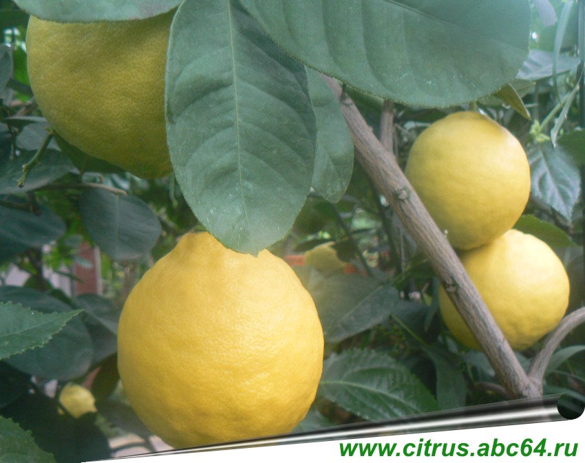 Все о цитрусовых, лимоны, Секреты выращивания цитрусовых в комнатных условиях, пересадка лимонов, как выбрать горшок для пересадки, определение кислотности почвы, состав почвы для пересадки лимона, условия выращивания лимонов, полив лимонов, подкормка лимонов, как правлено пересадить комнатный лимон, зачем обрывать завязь и цветы на лимоне, опадание завязи, какие цветы пустоцветы а какие опылятся, опыление лимона, как ускорить цветение и плодоношение лимона, какая вода лучше для цитрусовых, опрыскивание лимона, черенкование лимона, перевалка лимона, состав почвы для лимона