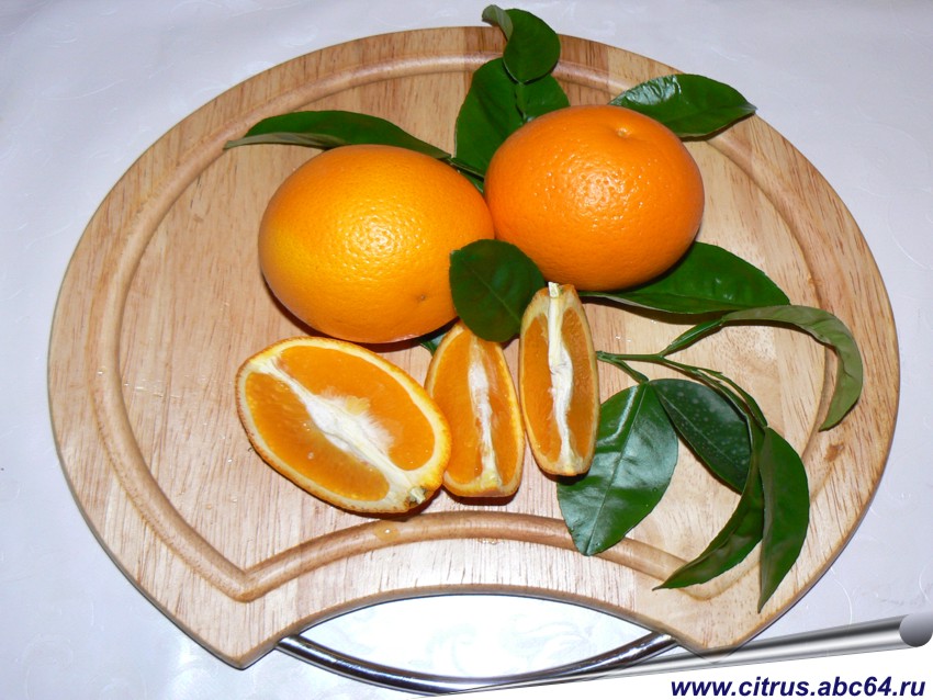 Все о южных растениях, Все об апельсинах, выращивание апельсина, комнатный апельсин, сорта апельсинов, как вырастить апельсин на окне, как выбрать сорт апельсина, условия выращивания апельсина в домашних условиях, апельсин на балконе, световой день для апельсина, как размножается апельсин, черенкование апельсина, вкусовые качества апельсина, отдушка апельсин, ароматизатор апельсин, применение апельсина в косметике, применение апельсина в кулинарии, применение апельсина при производстве соков и газированных напитков, апельсин пупоночный, мараканскикие апельсины, импорт апельсинов, сладкий апельсин, павловский апельсин, карликовый апельсин, апельсин кислосладкий, апельсин для здоровья, сок апельсиновый, сады придонья, фруктовый сад