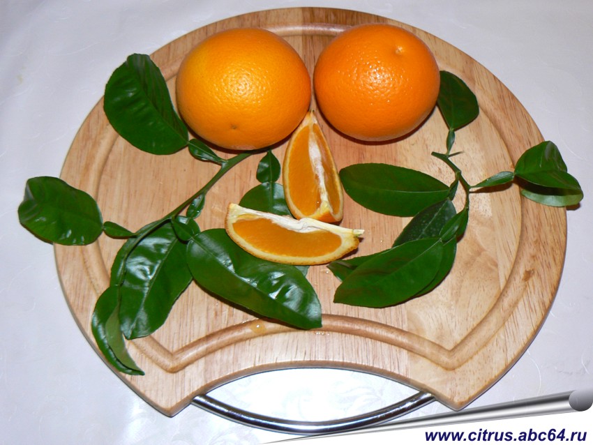 Все о южных растениях, Все об апельсинах, выращивание апельсина, комнатный апельсин, сорта апельсинов, как вырастить апельсин на окне, как выбрать сорт апельсина, условия выращивания апельсина в домашних условиях, апельсин на балконе, световой день для апельсина, как размножается апельсин, черенкование апельсина, вкусовые качества апельсина, отдушка апельсин, ароматизатор апельсин, применение апельсина в косметике, применение апельсина в кулинарии, применение апельсина при производстве соков и газированных напитков, апельсин пупоночный, мараканскикие апельсины, импорт апельсинов, сладкий апельсин, павловский апельсин, карликовый апельсин, апельсин кислосладкий, апельсин для здоровья, сок апельсиновый, сады придонья, фруктовый сад