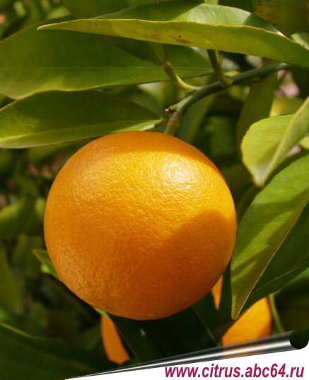 Все о южных растениях, Все об апельсинах, выращивание апельсина, комнатный апельсин, сорта апельсинов, как вырастить апельсин на окне, как выбрать сорт апельсина, условия выращивания апельсина в домашних условиях, апельсин на балконе, световой день для апельсина, как размножается апельсин, черенкование апельсина, вкусовые качества апельсина, отдушка апельсин, ароматизатор апельсин, применение апельсина в косметике, применение апельсина в кулинарии, применение апельсина при производстве соков и газированных напитков, апельсин пупоночный, мараканскикие апельсины, импорт апельсинов, сладкий апельсин, павловский апельсин, карликовый апельсин, апельсин кислосладкий, апельсин для здоровья, сок апельсиновый, сады придонья, фруктовый садВсе о южных растениях, Все об апельсинах, выращивание апельсина, комнатный апельсин, сорта апельсинов, как вырастить апельсин на окне, как выбрать сорт апельсина, условия выращивания апельсина в домашних условиях, апельсин на балконе, световой день для апельсина, как размножается апельсин, черенкование апельсина, вкусовые качества апельсина, отдушка апельсин, ароматизатор апельсин, применение апельсина в косметике, применение апельсина в кулинарии, применение апельсина при производстве соков и газированных напитков, апельсин пупоночный, мараканскикие апельсины, импорт апельсинов, сладкий апельсин, павловский апельсин, карликовый апельсин, апельсин кислосладкий, апельсин для здоровья, сок апельсиновый, сады придонья, фруктовый сад