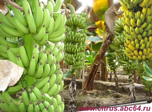 Все о о южных растениях, экзотические растения у Вас дома, комнатный гранат, вырастить гранат на окне, как вырастить ананас на окне, растет ли ананас в квартире, условия выращивания ананаса, вырастить банан дома, банан это дерево или трава?, все о бананах, условия выращивания банана, культивирование банана, банановая пальма, агротехника южных экзотический растений, как вырастить гранаты из косточки.